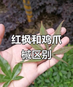 怎么分辨红枫和鸡爪槭