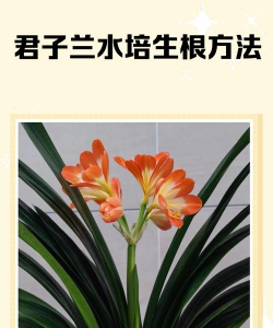 家庭养花用生根粉