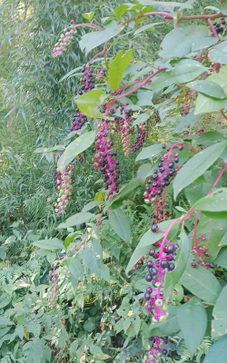 商陆什么长在哪里