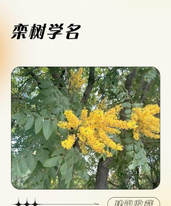 栾树也叫什么树