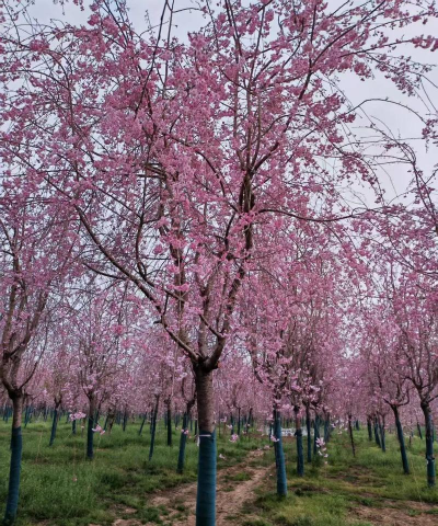 垂枝樱花什么品种好