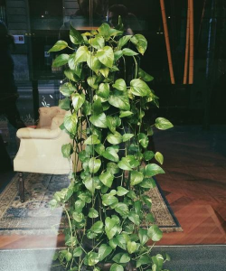 魔鬼藤怎么样养