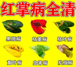 家庭养花用生根粉