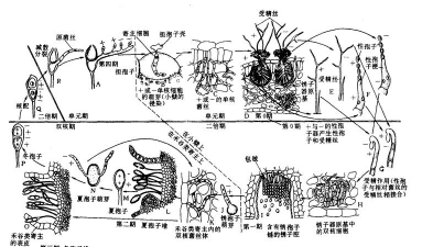 合欢锈病菌是什么属