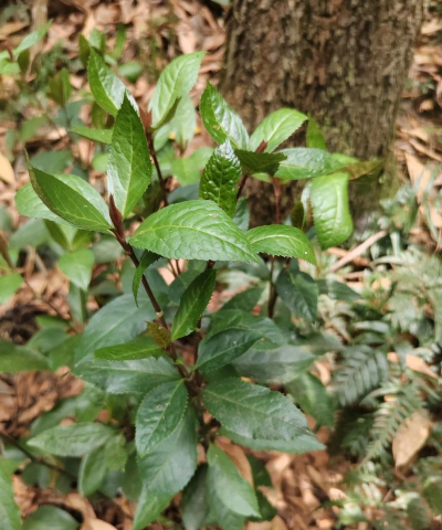 草珊瑚叶片长什么样