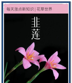 怎么形容秋天的韭莲花