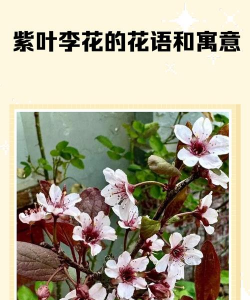 紫叶李花有什么寓意