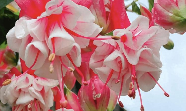 家庭养花用生根粉