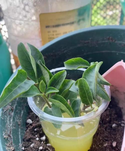 家庭养花用生根粉