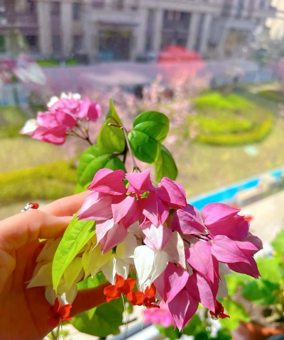 家庭养花用生根粉