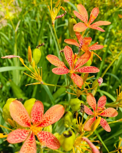射干和什么花长得比较像