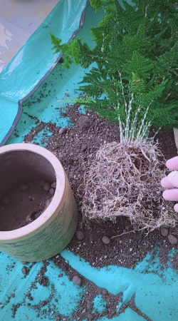 家庭养花用生根粉