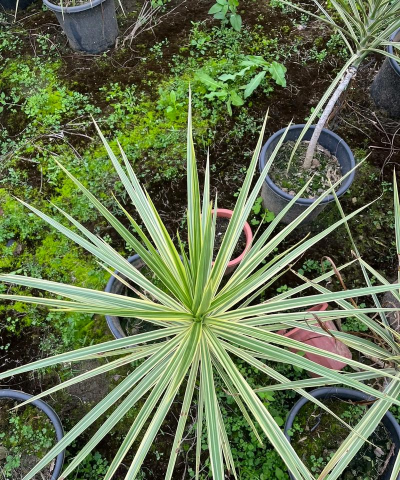 马尾铁为什么老是掉叶