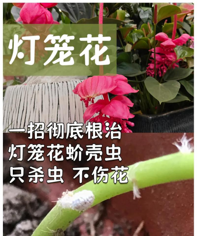 家庭养花用生根粉