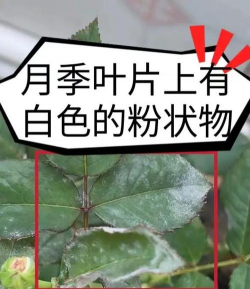 绿叶花长白毛什么原因
