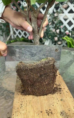 家庭养花用生根粉