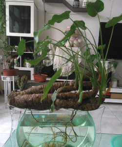 家庭养花用生根粉