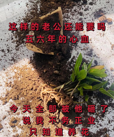 家庭养花用生根粉