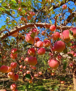 果树有是什么样的