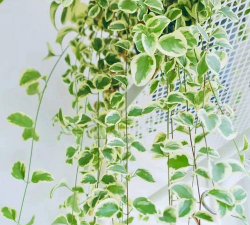 蔓长春花怎么过冬