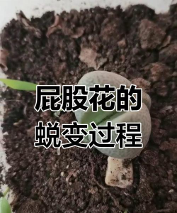 屁股花脱皮说明什么原因