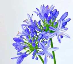 百子莲冬天如何养护