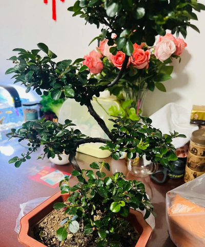 珍珠梅如何发新枝