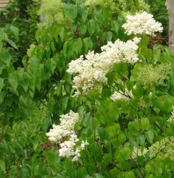 暴马丁香什么时间开花