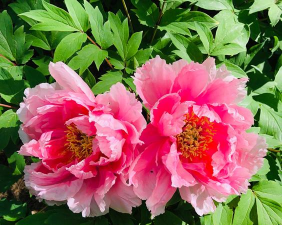 和牡丹相配的花是什么