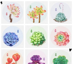 色彩多肉植物怎么养