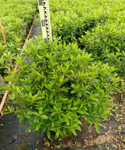 毛杜鹃花苗什么肥好