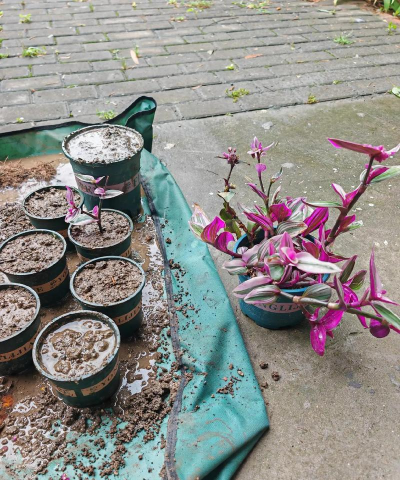 家庭养花用生根粉