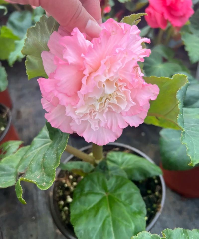 家庭养花用生根粉