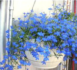 蓝亚麻冬季怎么办