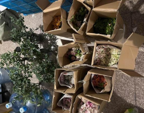 家庭养花用生根粉