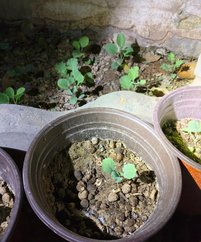 家庭养花用生根粉