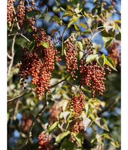 重阳木是什么科的植物