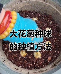 如何用种子种大花葱