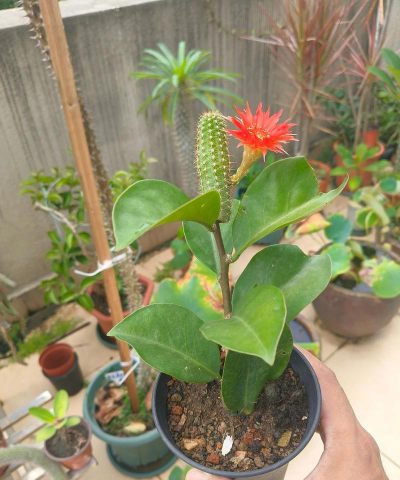 家庭养花用生根粉