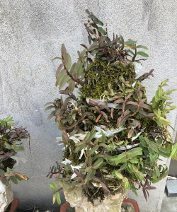 家庭养花用生根粉