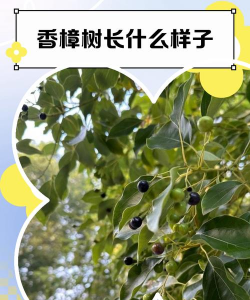 香樟树是什么