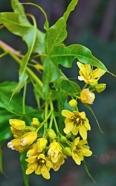 如何控制元宝枫的花