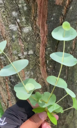 穿心草生长在什么地方