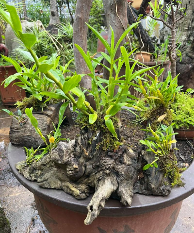 家庭养花用生根粉