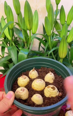 家庭养花用生根粉