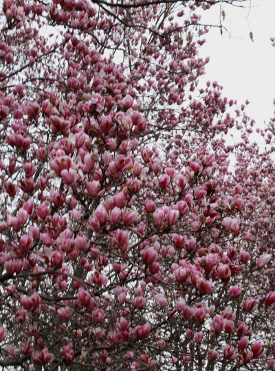 紫玉兰花开什么花