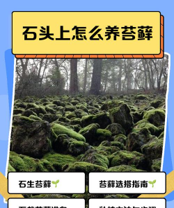 苔藓怎么培育