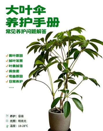 大叶伞冬季怎么浇水