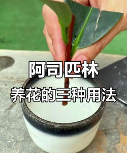 家庭养花用生根粉