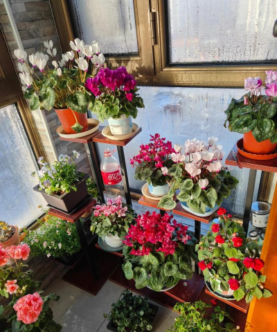 家庭养花用生根粉